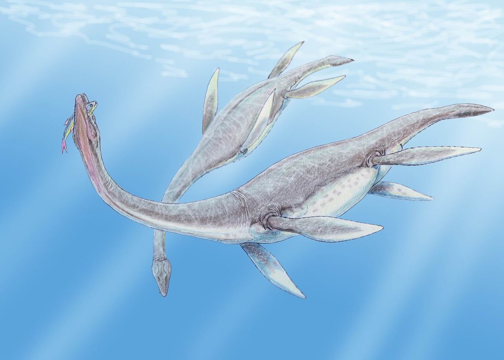 "Plesiosaurus 3DB" by Creator:Dmitry Bogdanov - dmitrchel@mail.ru. Licensed under CC BY 3.0 via Wikimedia Commons - http://commons.wikimedia.org/wiki/File:Plesiosaurus_3DB.jpg#/media/File:Plesiosaurus_3DB.jpg